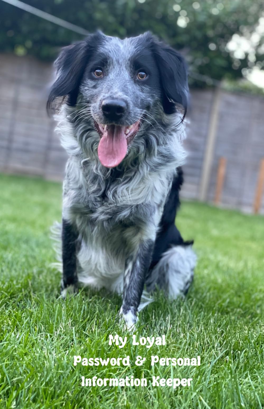 My Loyal Password and Personal Information Keeper