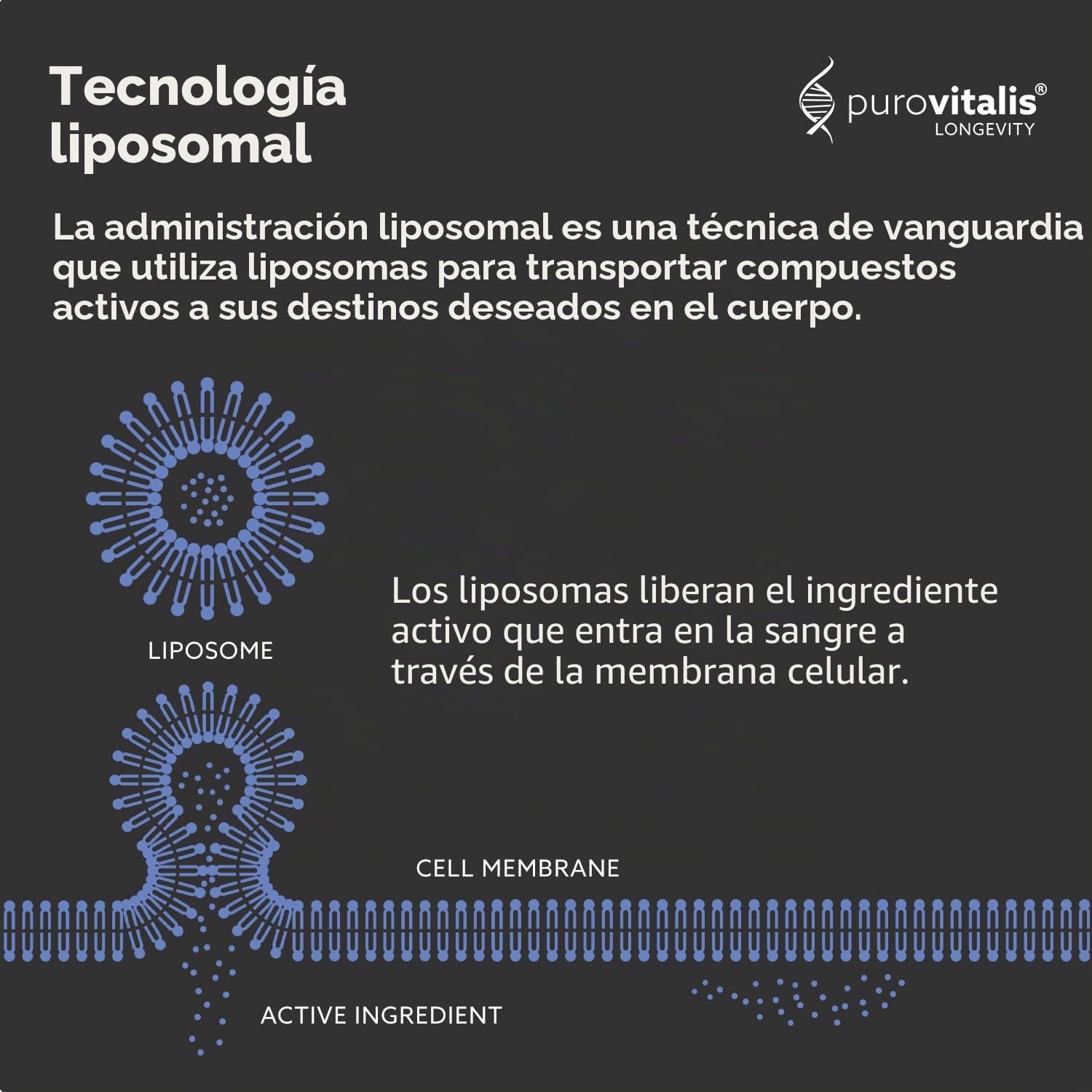 PUROVITALIS Espermidina Liposomal 5mg, Zinc, Vitamina D3 & B12, 30 Cáps.