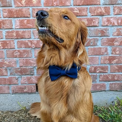 Miniatura 5 de PETDURO Collar de perro personalizado con nombre grabado de liberación rápida, hebilla de metal de oro rosa para perros grandes, medianos y