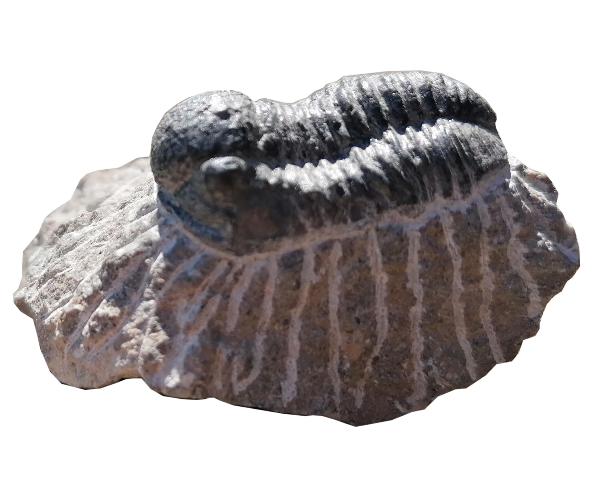 Geschenkidee - Versteinerte Urzeit Fossilien: Fossilie Trilobiten Trilobit Gerastos aus Marokko/Lehrmaterialien Fossilien (Ø 5 cm)