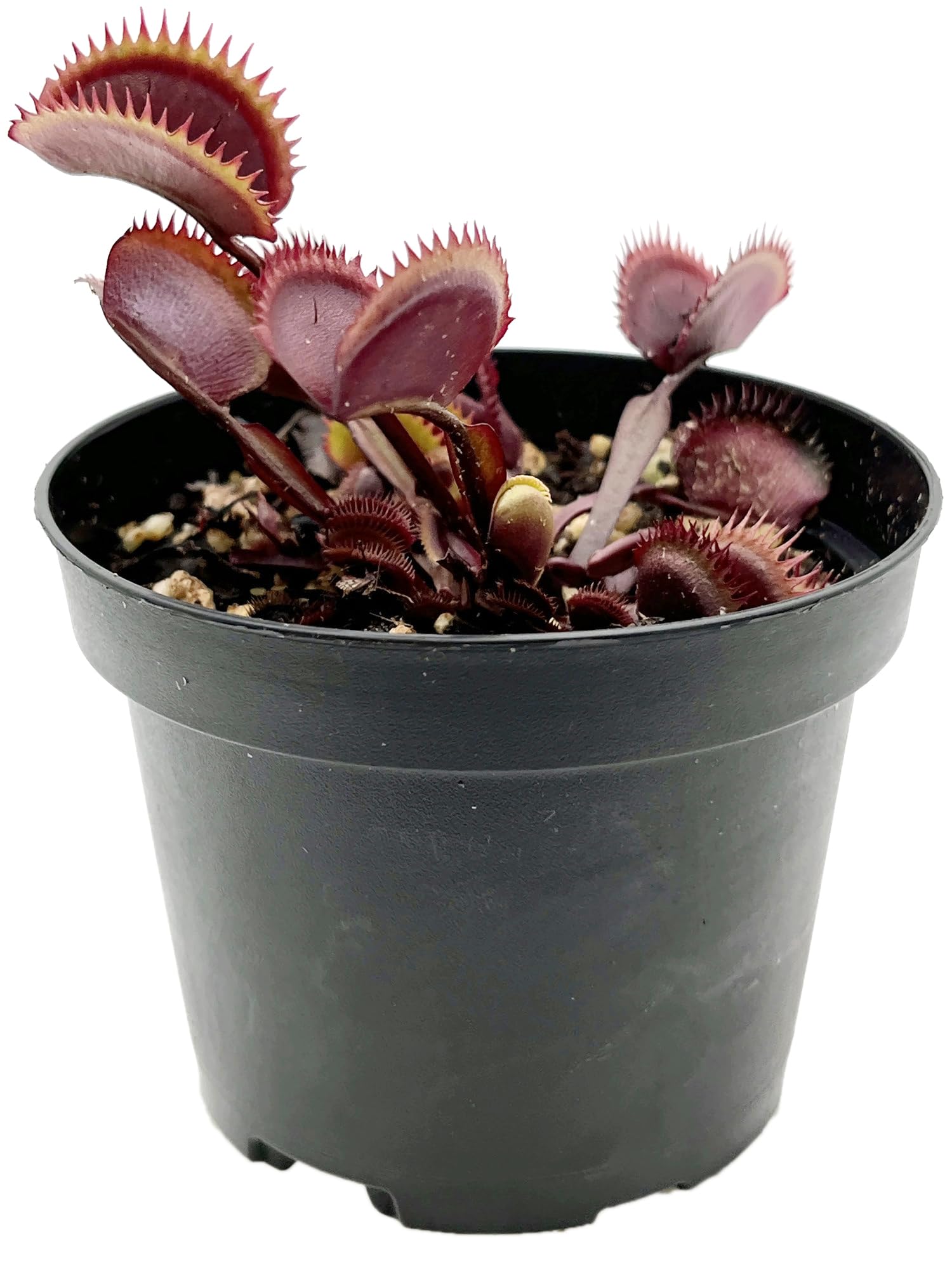Dionaea Muscipula 'Red Piranha' - rote Venusfliegenfalle - blühfähig im 9 cm Rundtopf - fleischfressende Pflanze