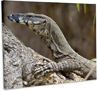 3dRose, Lace Monitor, Lizard, Queensland, Australia - NA02 DNO0687 - David Northcott, Museum Grade Canvas Wrap 14x11
