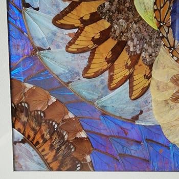 Amazon.co.jp: モルフォ蝶 標本 額縁アート : 文房具・オフィス用品