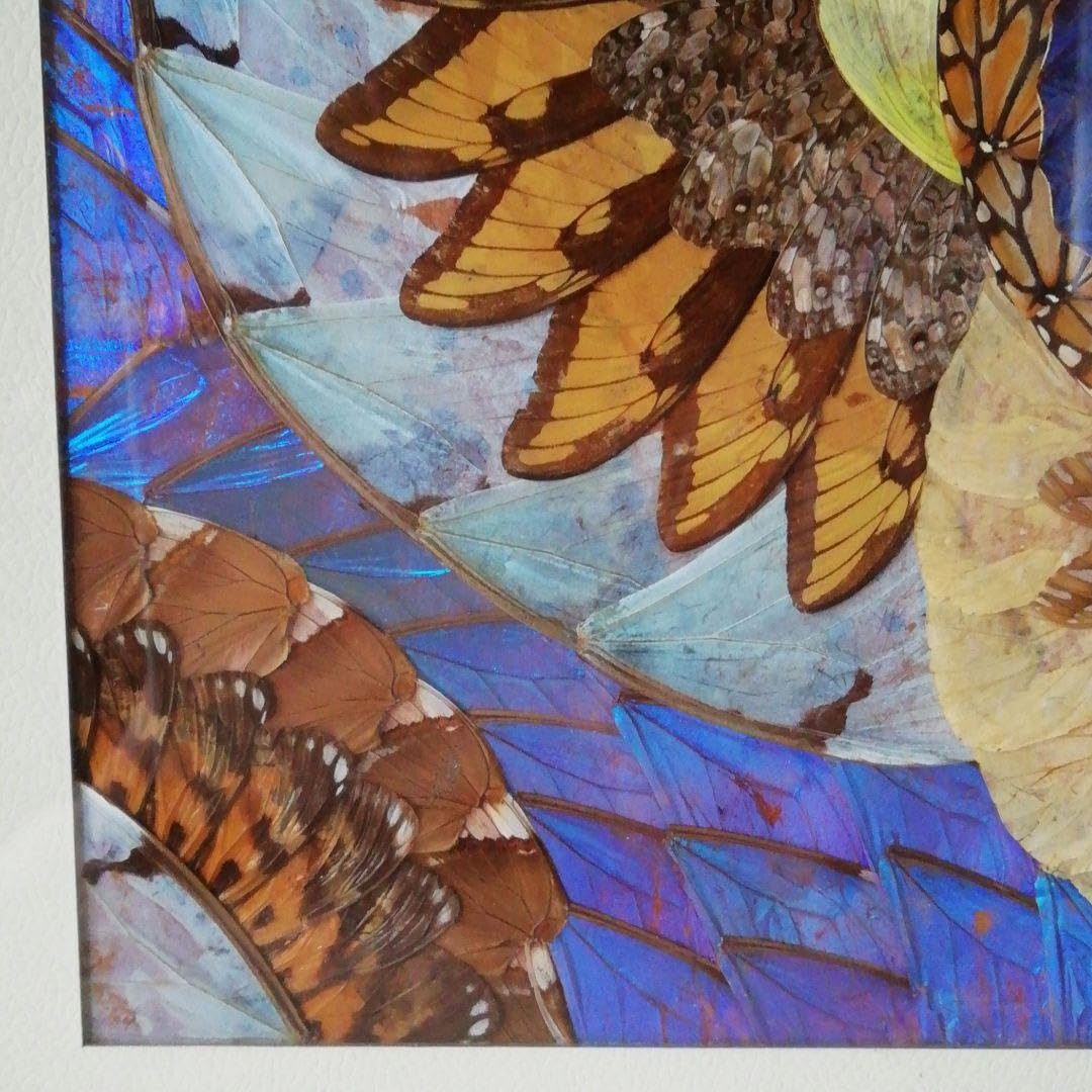 モルフォ蝶　額縁 モルフォ蝶の絵, スルコウスキーモルフォ,額縁付き,原画,アンティーク