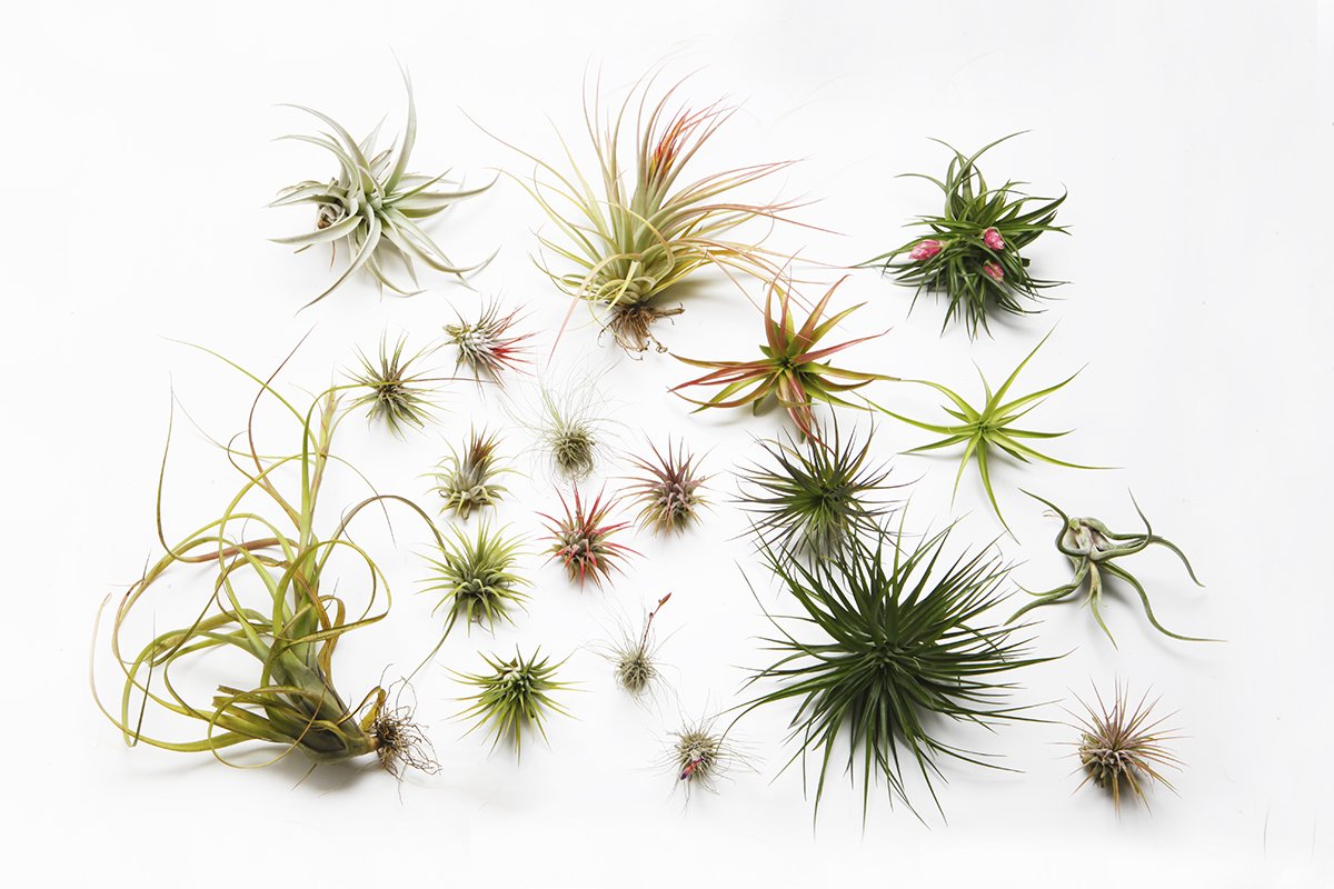 Tillandsia Mix - 3 Plants - Indoor Live Air Plant for House Vivarium Terrarium