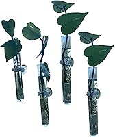 Vista 1 de Jarrones de propagación de ventanas, jarrones de tubos de ensayo de vidrio con ventosas para propagación, proyectos hidropónicos, decoración