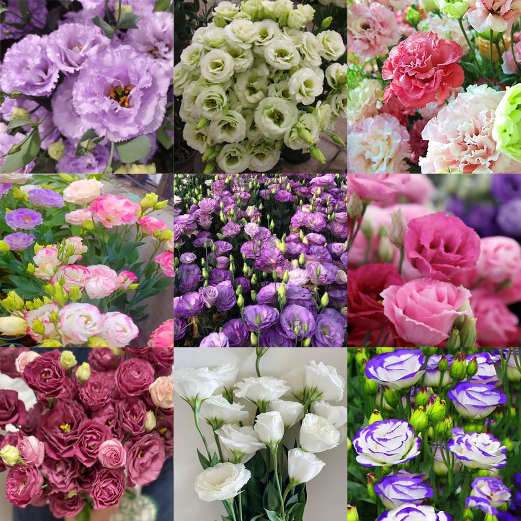 300 szt. Samen Eustoma, Eustoma Grandiflorum Samen, Mischung Eustoma Samen, Bunt Eustoma Samen, Geeignet Zum Pflanzen w Garten und Balkon