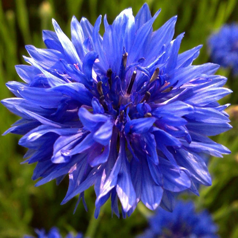 Generic 50 Flower Seed Blue Cornflower Centaurea Cyanus So-Easy Container Garden