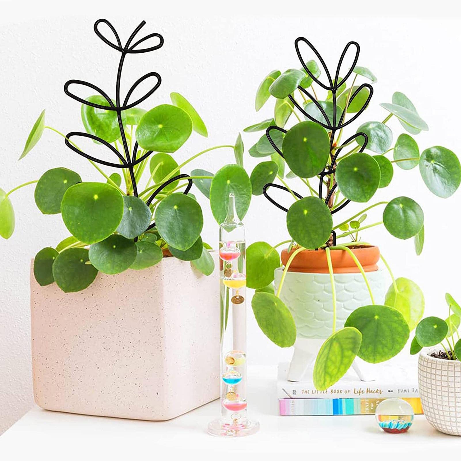 Amazon | 植物支柱 花ささえ 園芸支柱 植物サポート 観葉植物 植物支柱