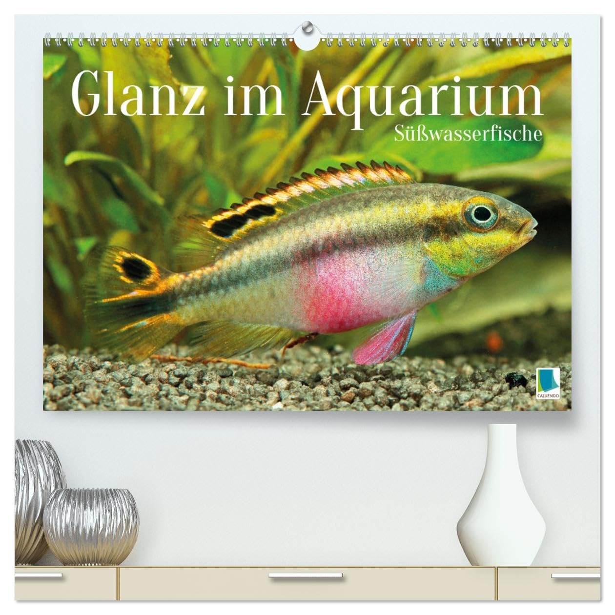 Glanz im Aquarium: Süßwasserfische (hochwertiger Premium Wandkalender 2026 DIN A2 quer), Kunstdruck in Hochglanz: Schönheiten im Aquarium - ... und Zebrabärbling (CALVENDO Tiere)