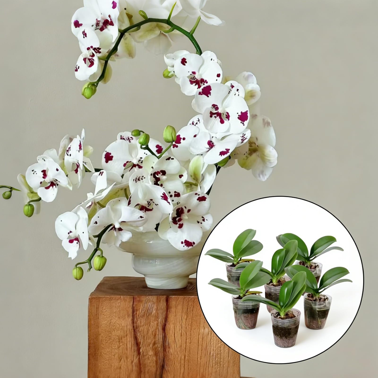 Live Baby Phalaenopsis Orchid Seedling (Bare Root, No Pot), Easy Care Small Indoor Houseplant for Home Office Desk Decor, Live Plant Gift for Plant Lovers Beginners (White,1) - 2