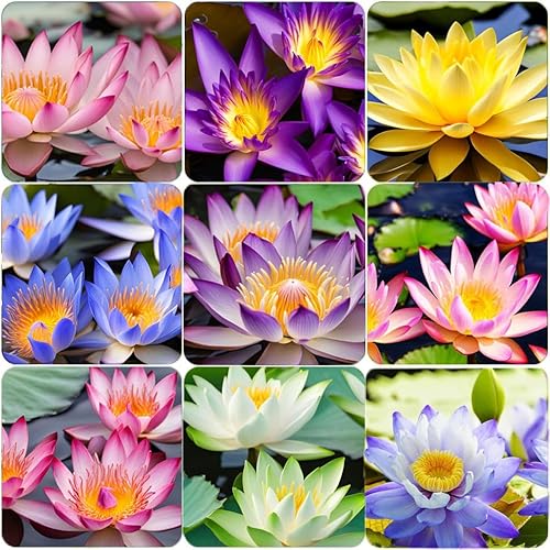 35 Pcs Mix Bowl Lotus Seeds, Water Lilys Flower Plant, Lotus Seeds for Planting Water Features Fresh Garden Seeds Non GMO Indoor and Outdoor