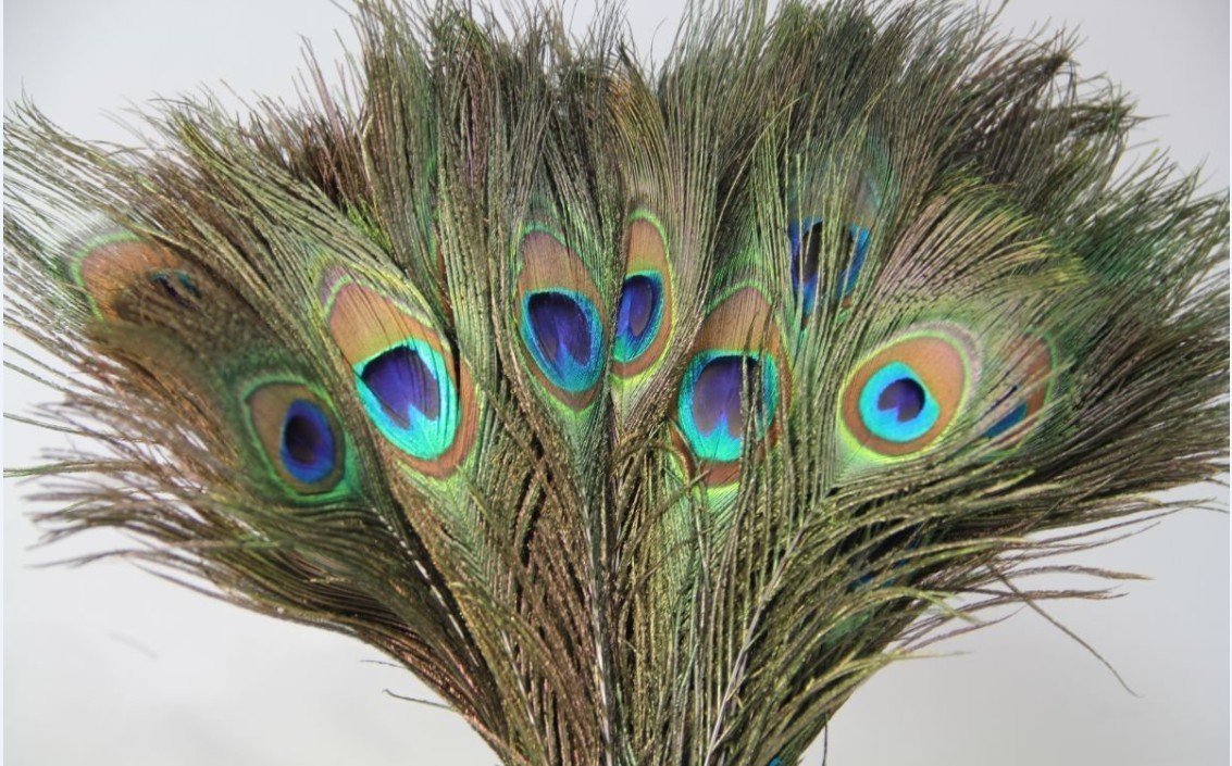Mor Pankh Real Peacock Feather Original Tails Décor Big and Small Size for Home use Lizards Pujan, Multicolor, Pack of 25-image-41