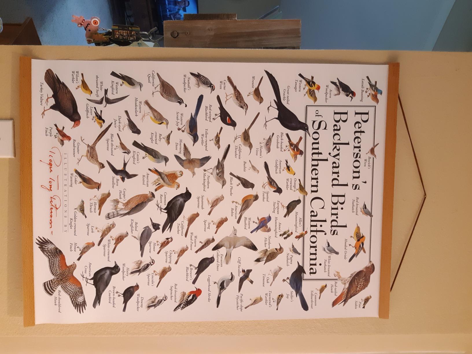 Earth Sky & Water Poster - Peterson's Backyard Birds of Southern ...