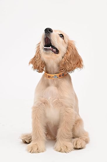 Tom and Jerry X Mutt of Course Yellow Mellow Collar for Cats and Dogs (Cats/Puppies (XS - 8.5 to 11