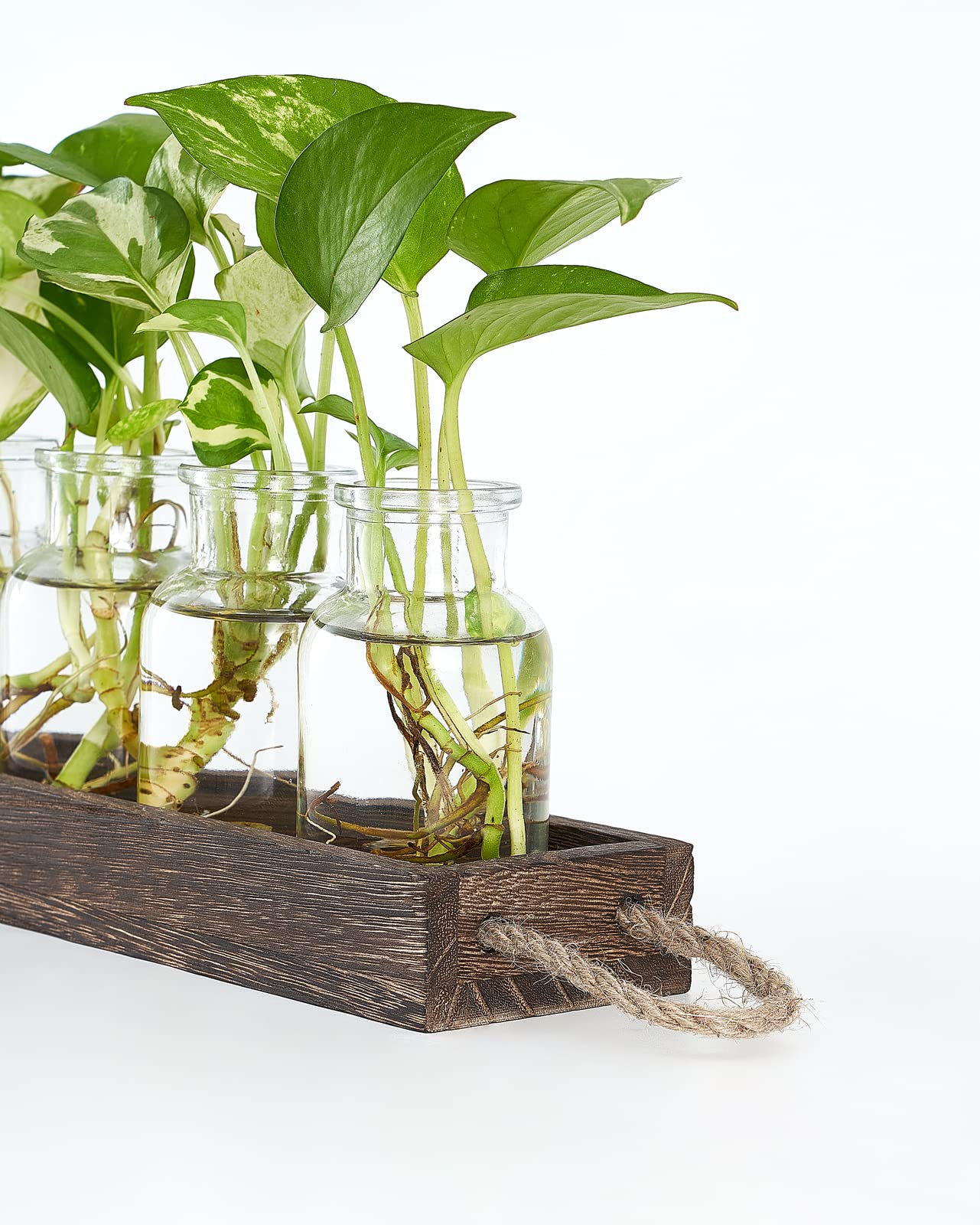 Dahey Pflanzen-Anzuchtstationen Aus Glas – 4 Stück Set Mit Holzsockel Für Hydroponik & Tischdekoration