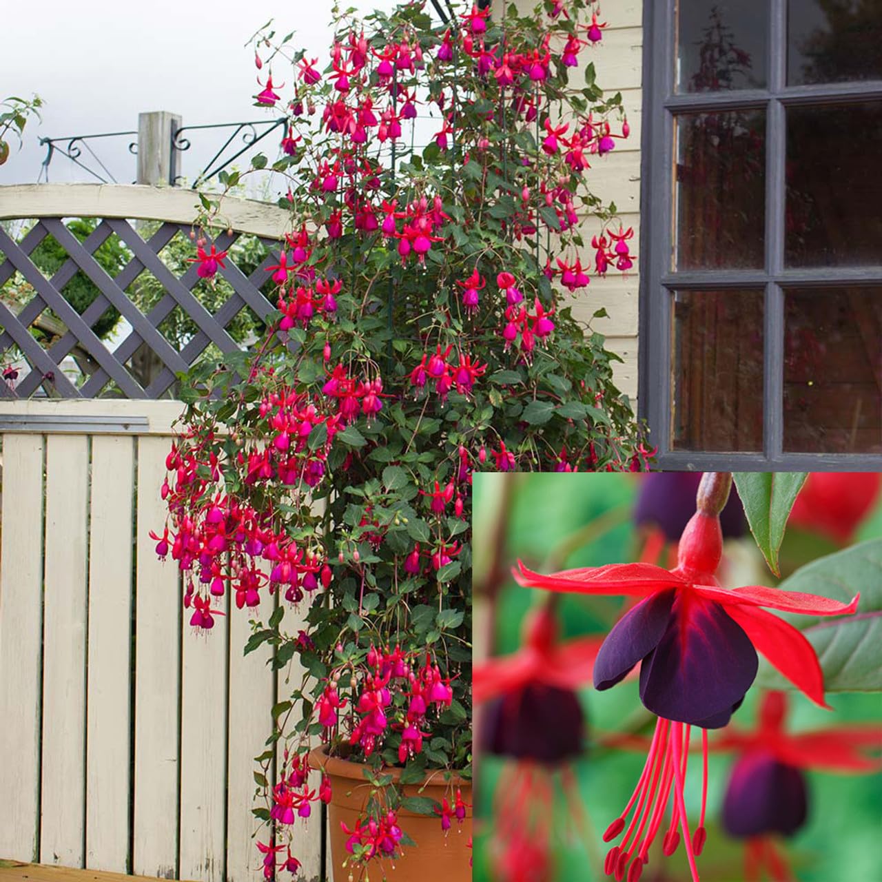 Red Climbing Fuchsia Flower Seeds- 35+ Seeds Pack = Grow Year Round (B0C8PSPRF8) Amazon Price History, Amazon Price Tracker
