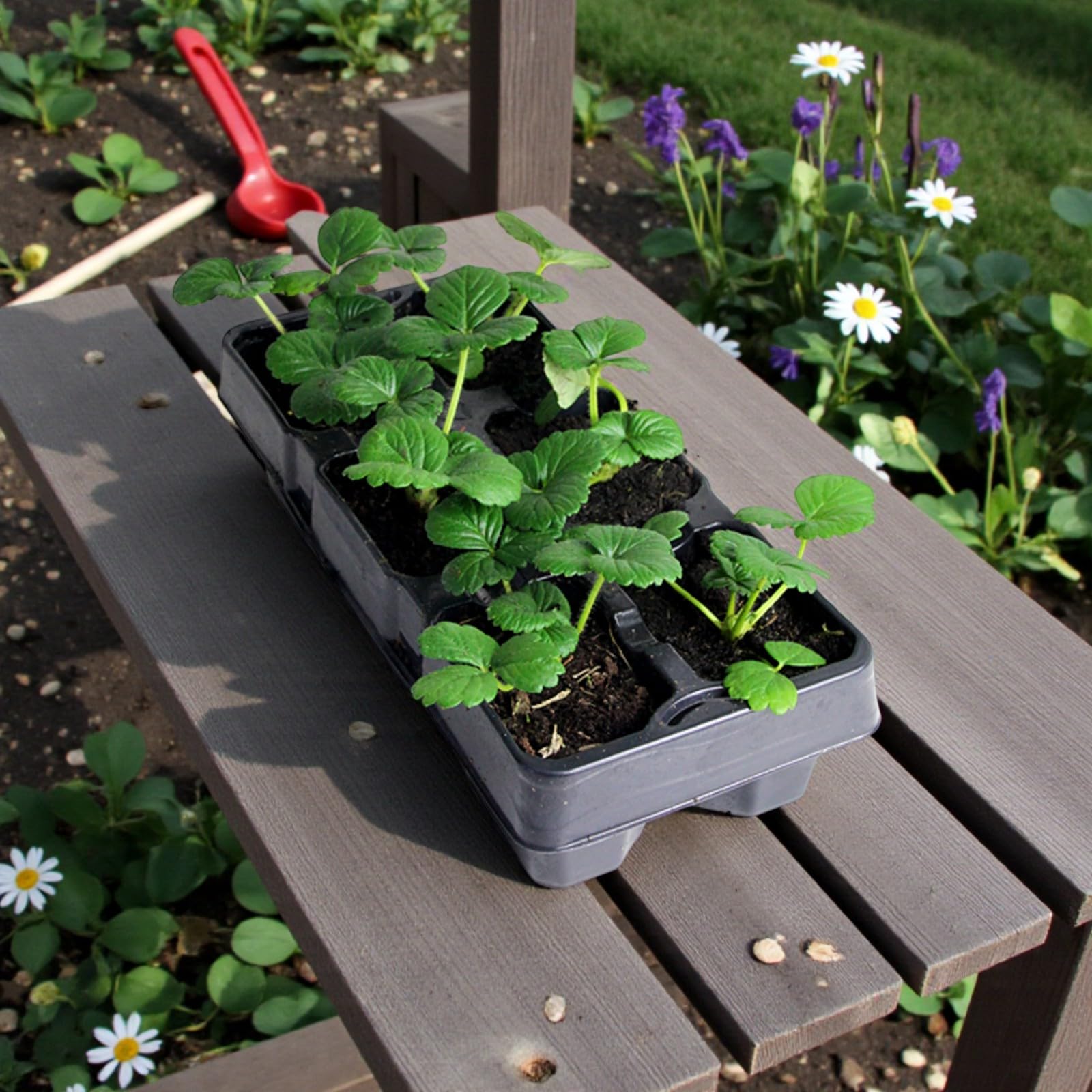 Carbeth Plants Strawberry Fruit Plant 6 Pack - Hardy Perennial Fragaria Bushes - Tasty Sweet High Yielding Outdoor Garden Fruiting Plants for Beds, Borders or Pots (Flamenco, 3 x 6 Pack)