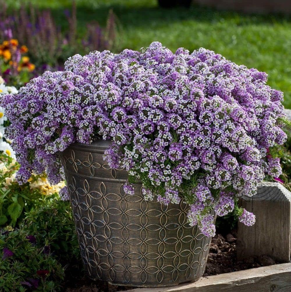 Sweet Alyssum Royal Carpet Seeds - Dwarf 4-6 Inches Tall - Drought Tolerant Perennial Ground Cover