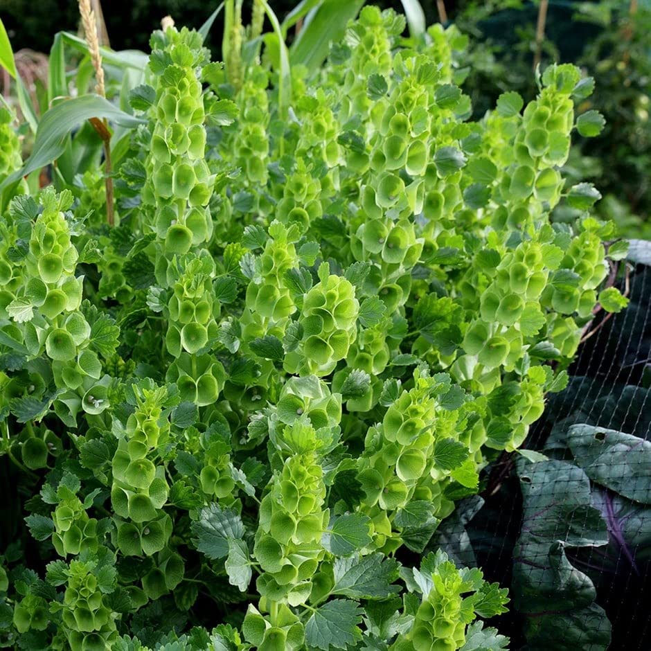 Golden Hills Farm Bells of Ireland 50-108 seeds (B0BQZYS23P) Amazon Price History, Amazon Price Tracker