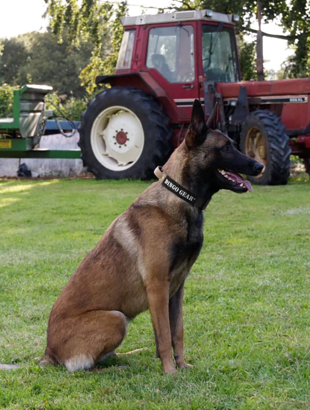 DINGO GEAR Obroża dla psa Cobra z profesjonalną klamrą bezpieczeństwa, mocnym uchwytem i etykietą mocowana za pomocą zapięcia na rzepy, do treningu obronnego, zadań specjalnych, obwód szyi 49-59 cm