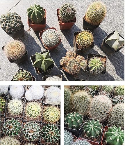 Miniatura 2 de 40 Opuntia stricta Cactus Mix Semillas Más Finest Mixta Flor Suculenta