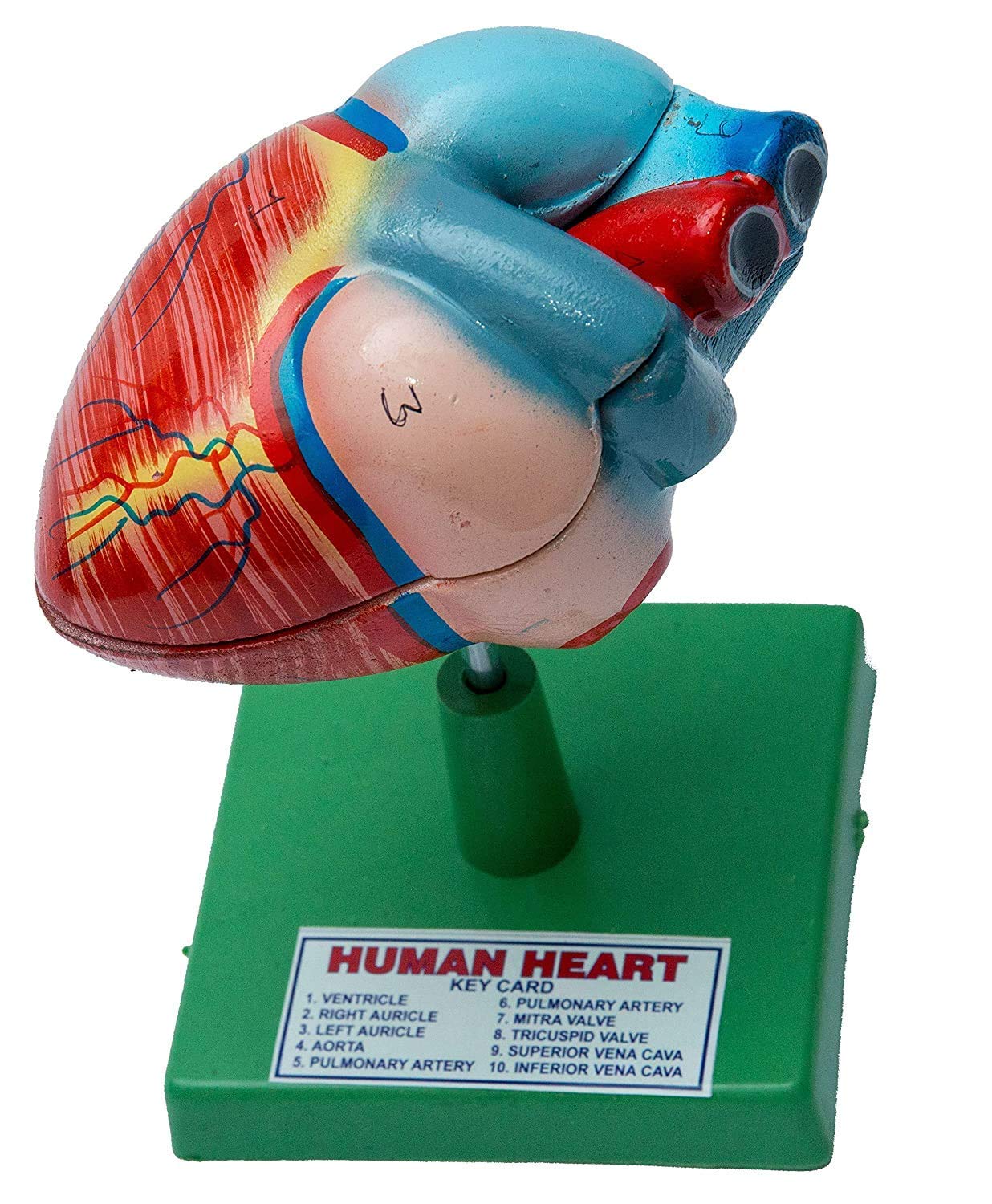 SPYLX Human Heart Model Biology Medical Study (B09N2P4XY4) Amazon Price History, Amazon Price Tracker