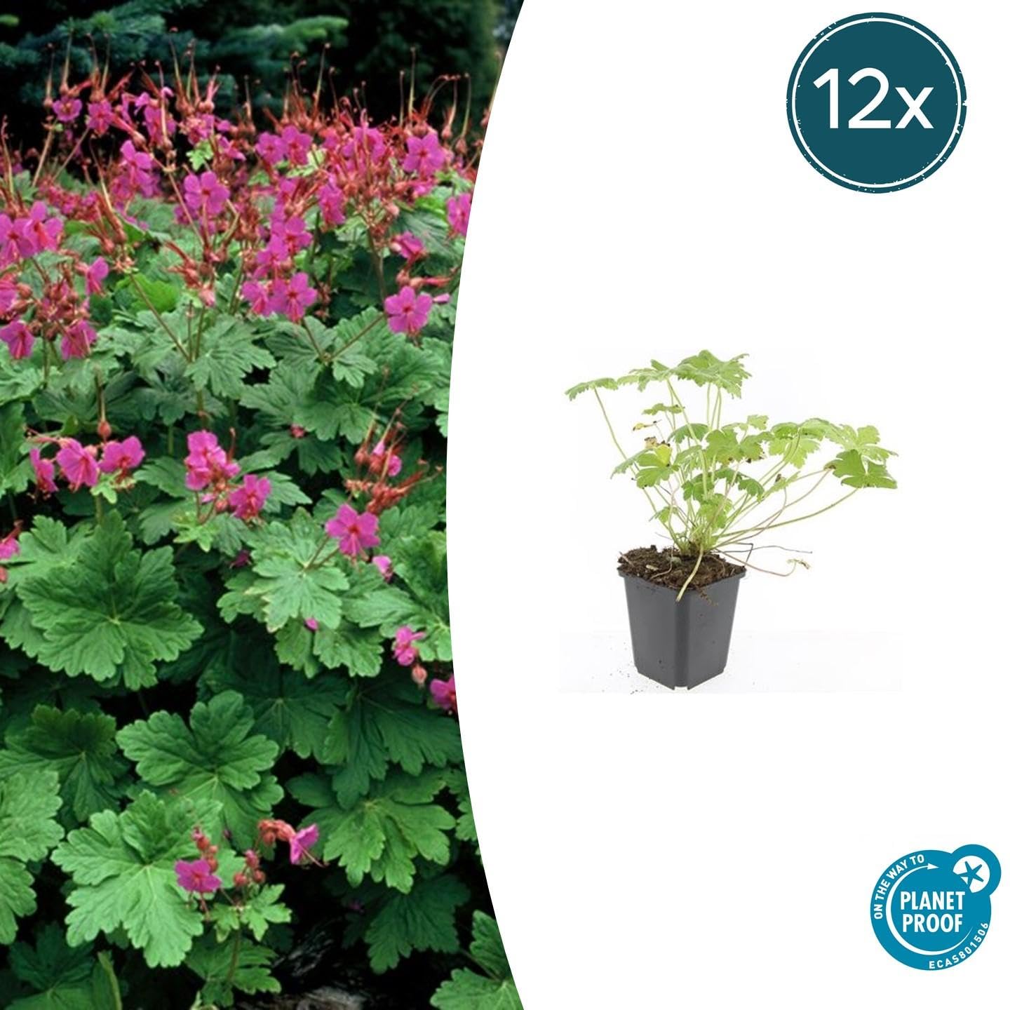 Geranio Macrorrhizum Czakor, Coprisuolo Ombra, Rosa, Set 12 Pezzi, Ø 9cm