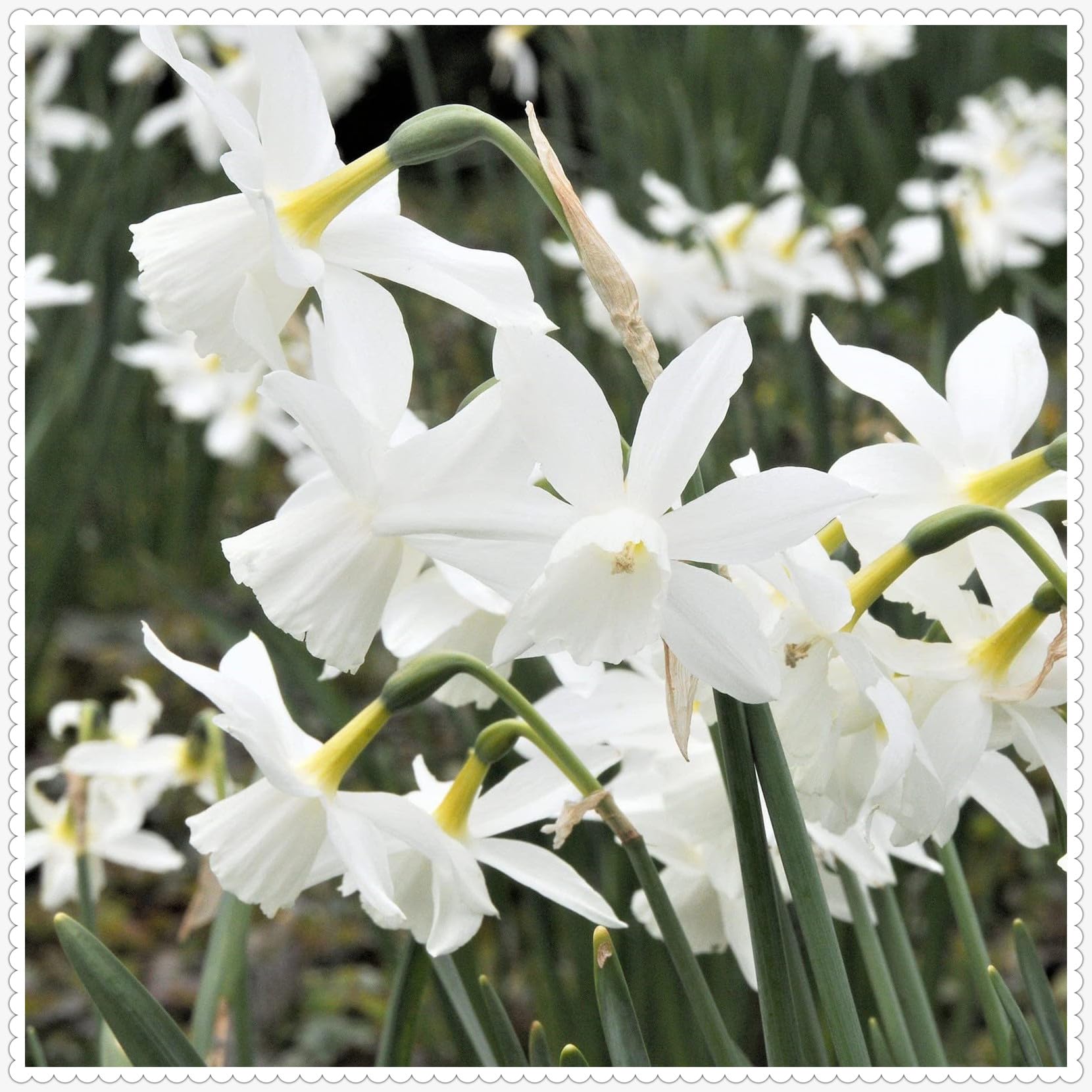 Gorgeous Daffodil Bulbs Mix for Planting Now UK/Good for Containers/Natural Organic/Strong Plants That Grow Well/Perennials,Fragrant,Greening Flower/Landscape Design Plants.