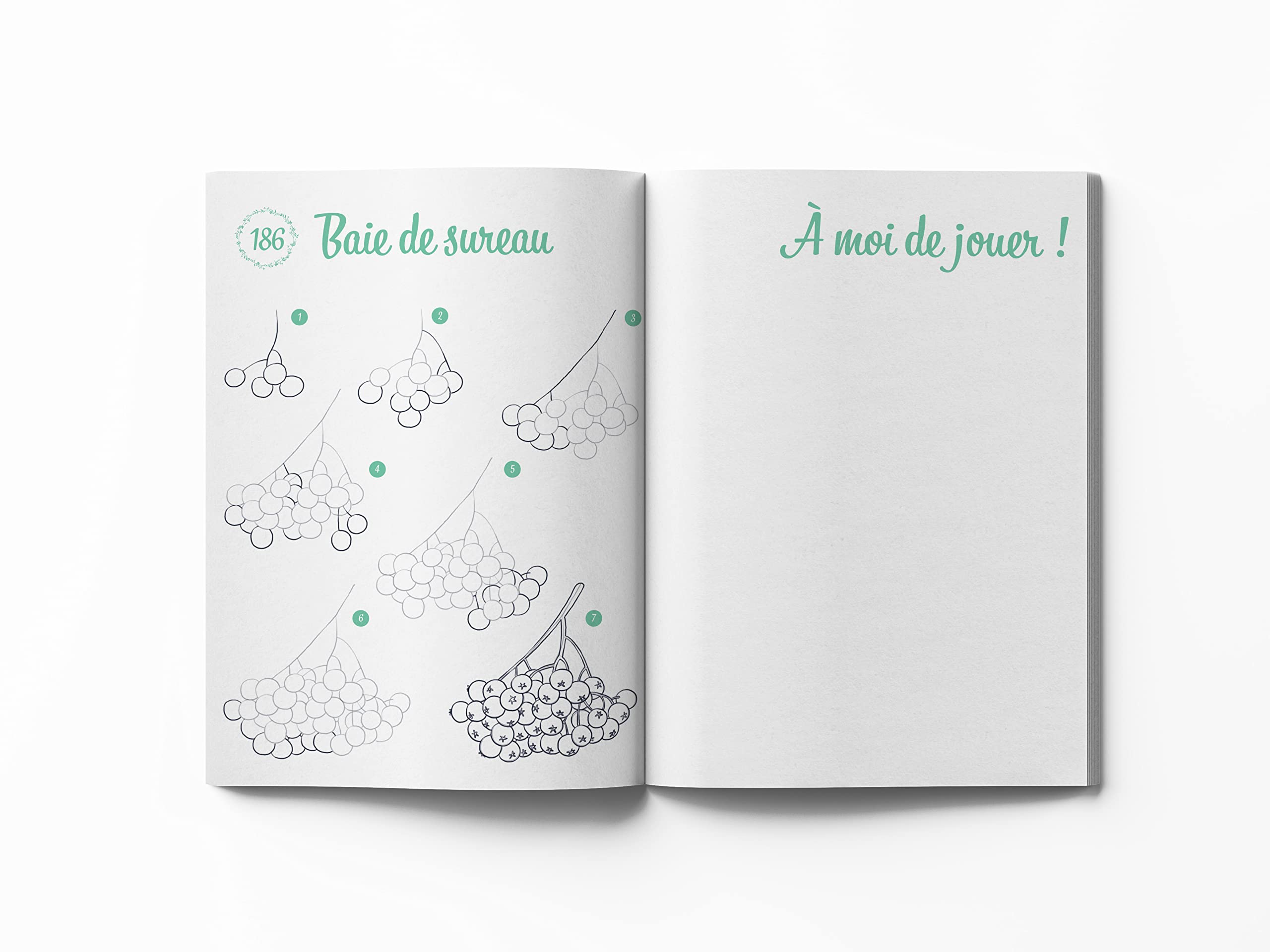 300 mod�les � dessiner en pas � pas Sp�cial nature - Dessins �tape par �tape Herzog, Lise - PT04