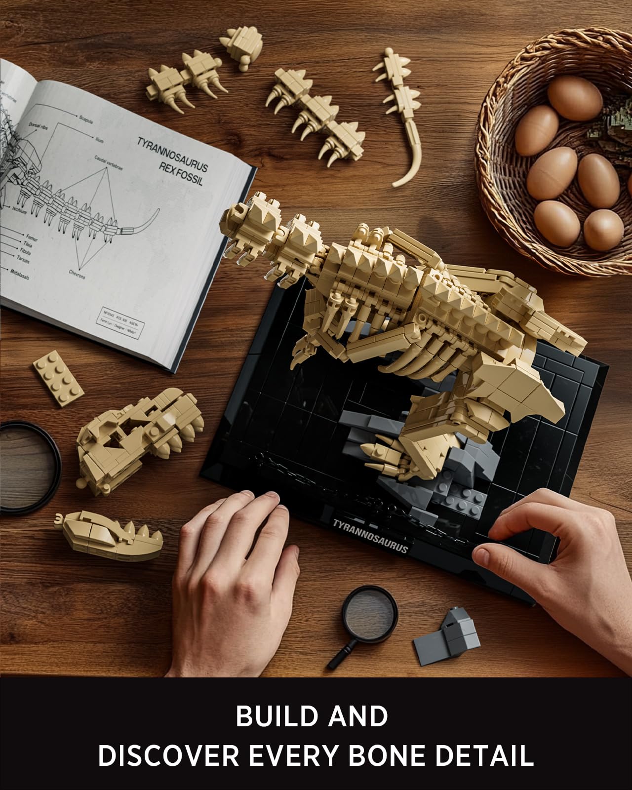 Nifeliz Skamieniałości dinozaurów Zestaw do budowy czaszki T. Rex dla dorosłych, makiety dinozaurów do zbudowania, dekoracja i prezent (826 części, NF10343)