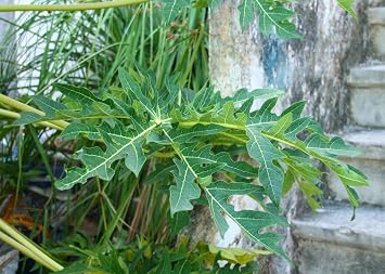 SAFLAX - Tropical Melon Tree / Papaya - 30 Seeds - Carica Papaya
