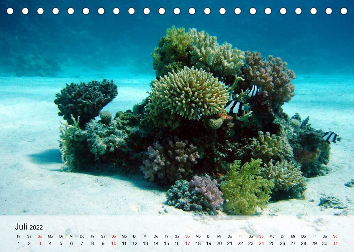 Die Welt der Riffe. Seesterne, Korallen, Anemonen (Tischkalender 2022 DIN A5 quer): Die erstaunlichen Gärten und Blütenformen der Meere (Monatskalender, 14 Seiten ) (CALVENDO Tiere)