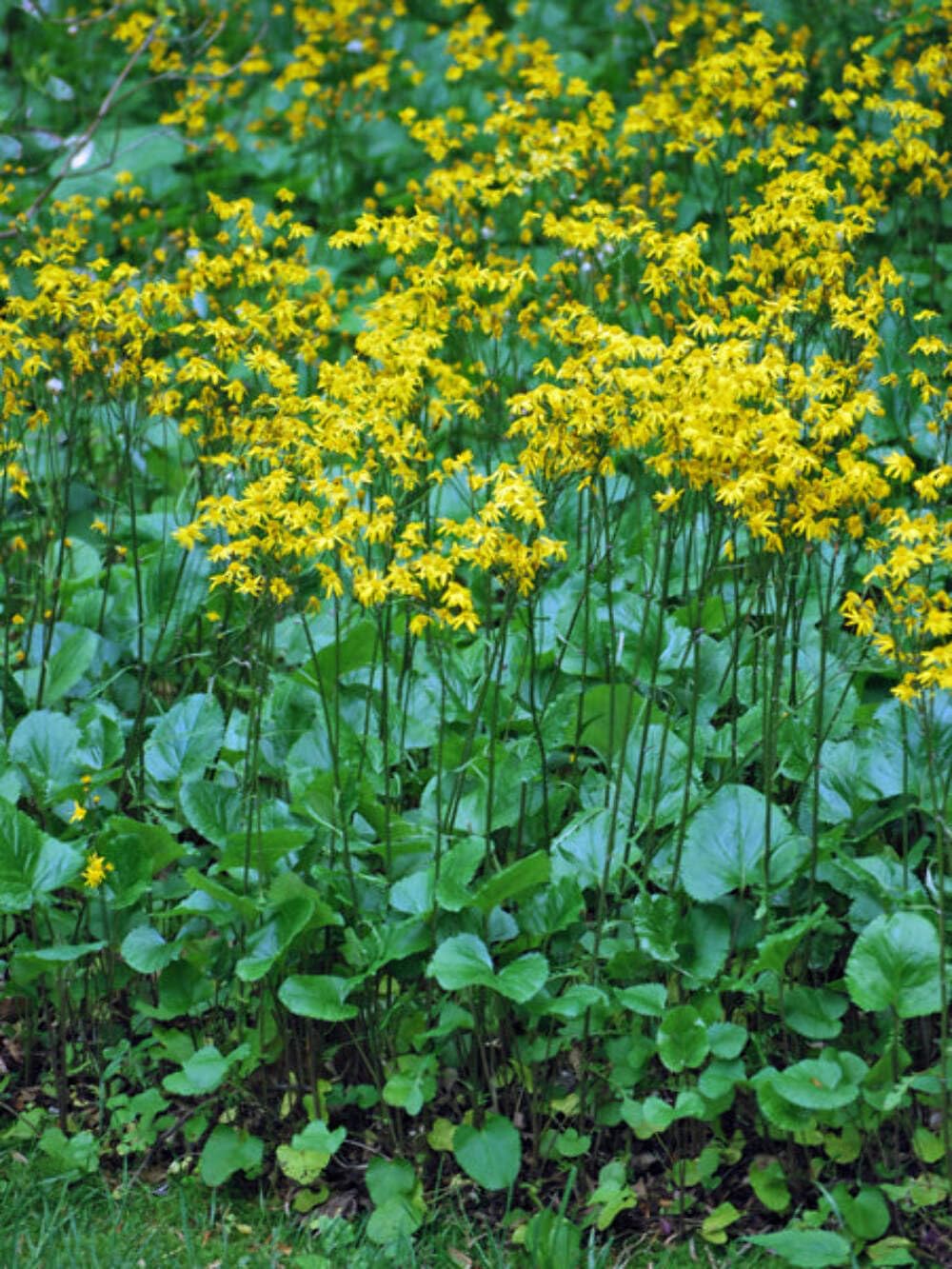 Golden Ragwort Packera Aurea Live Plant
