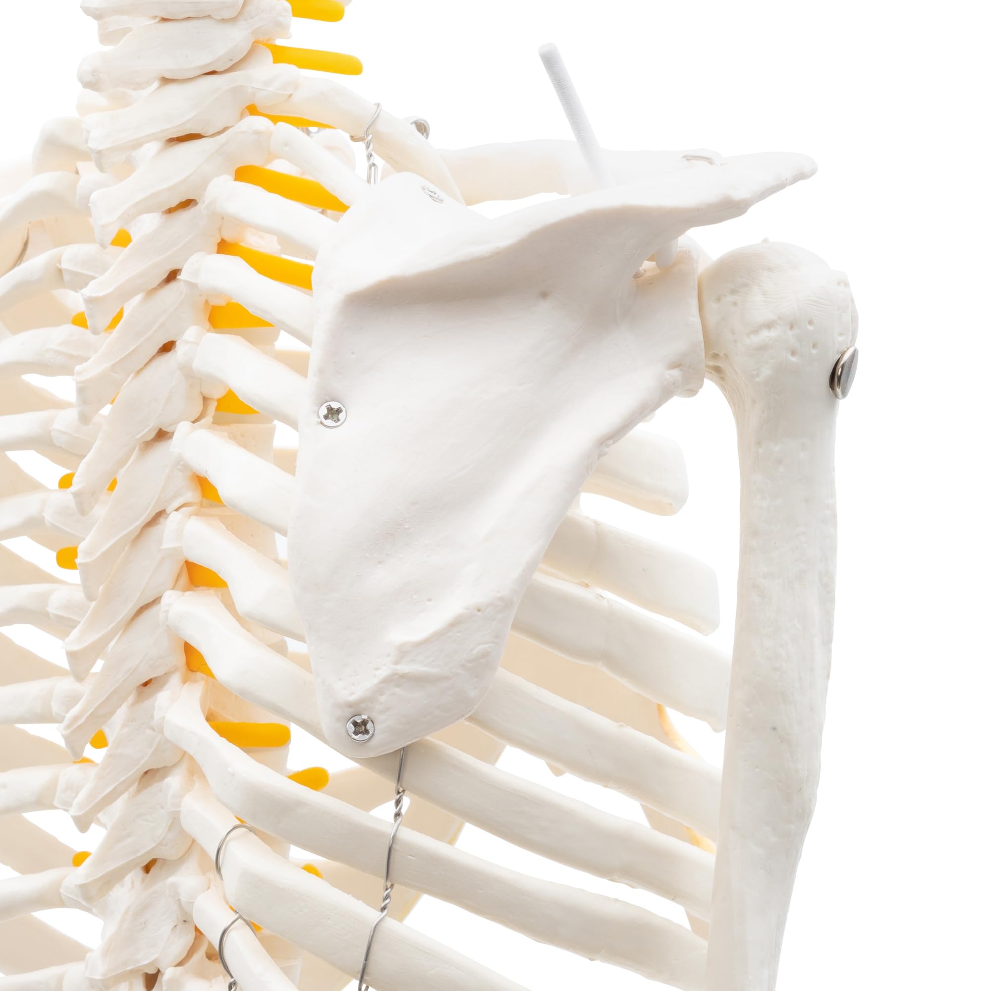 Cranstein A-130 Mini Skelett 85cm mit Spinalnerven | Kleines Skelett Anatomie Modell | für Studenten bzw Medizin Studium | als Geschenk
