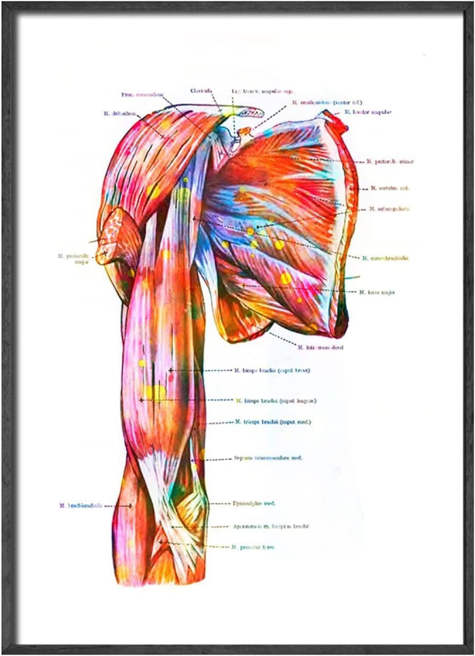 Anatomie Medizin Leinwand Malerei Bilder Menschliches Muskelsystem Poster Kunstdruck Wandbilder für Krankenhaus Klinik Deko Rahmenlos (6X50X70CM)