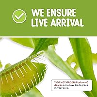 Vista 3 de Venus Fly Trap Live Plant + Sundew Plant Set with Terrarium + Carnivorous Plants Food, Feeding Tweezers, Peat and Venus Flytrap + Sundew Carnivorous