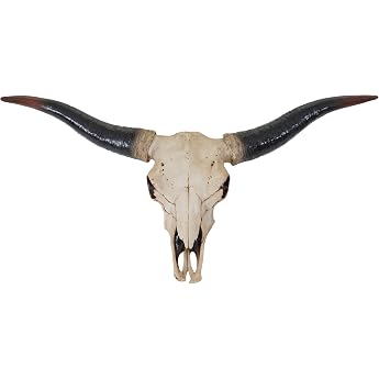 Mendler Decorative Skull 75 cm HWC-A14 Polyresin Taurus Bull Natural