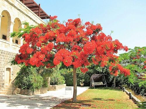 10 Royal Poinciana Tree Delonix Regia, también conocido como Red Flame Flamboyant Tree Flower Seeds