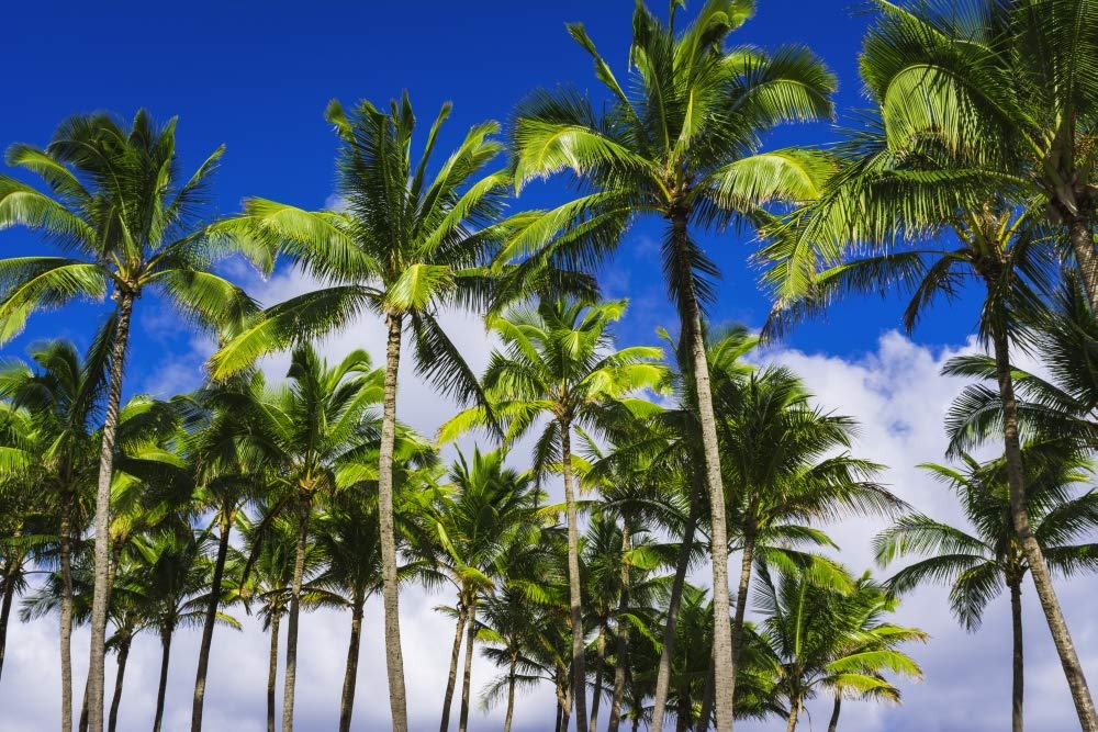 Posterazzi PDDUS12RBS0556LARGE - Impresión fotográfica de palmeras de coco, Kapaa, Kauai, Hawái, EE. UU., 61 x 91 cm, multicolor