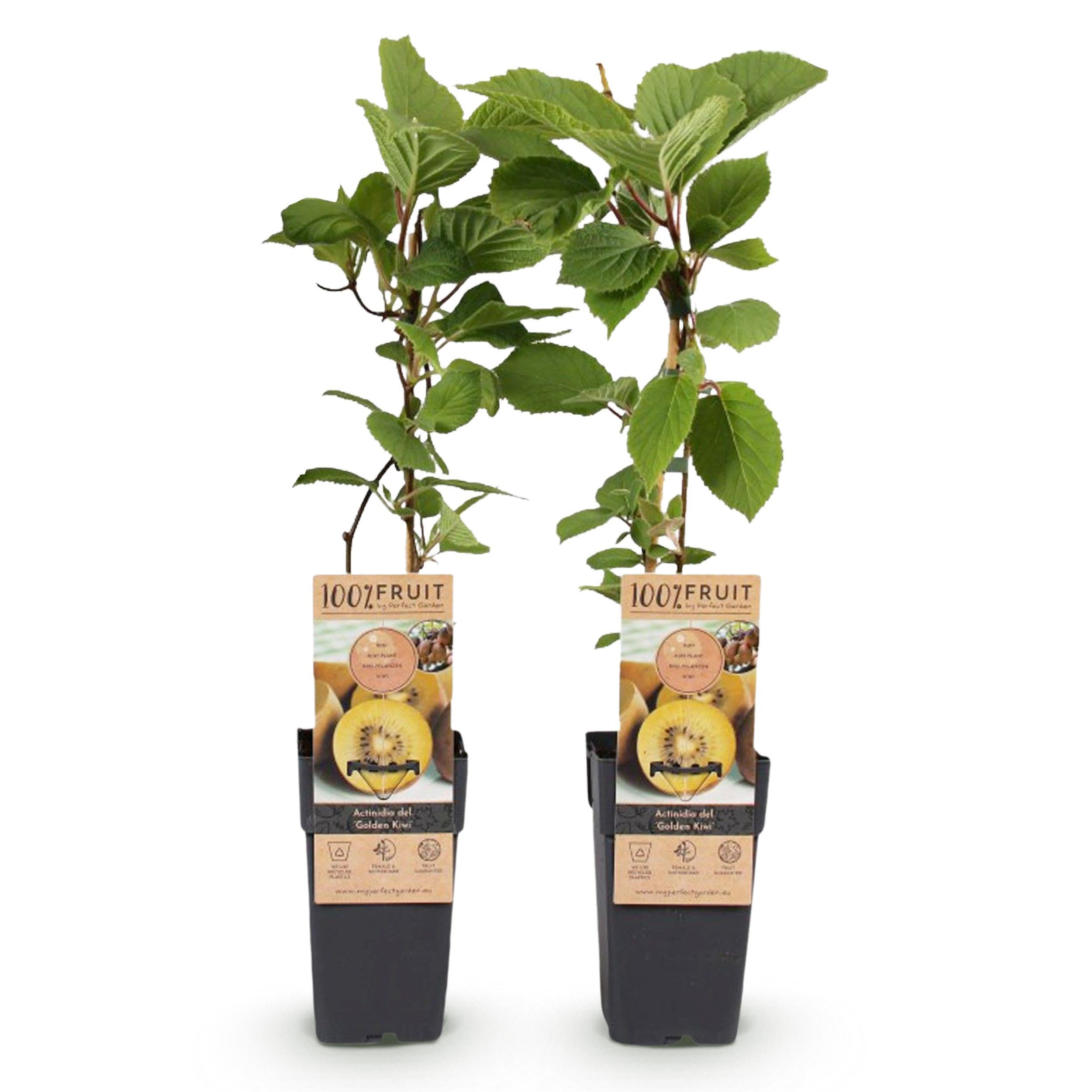 Green boutiQ - Obst Pflanze - Actinidia deliciosa Golden Kiwi - Kiwi Pflanze - Weiblich - Gelbe Frucht - 2 Pflanzen - Topf 15cm - Höhe 50cm