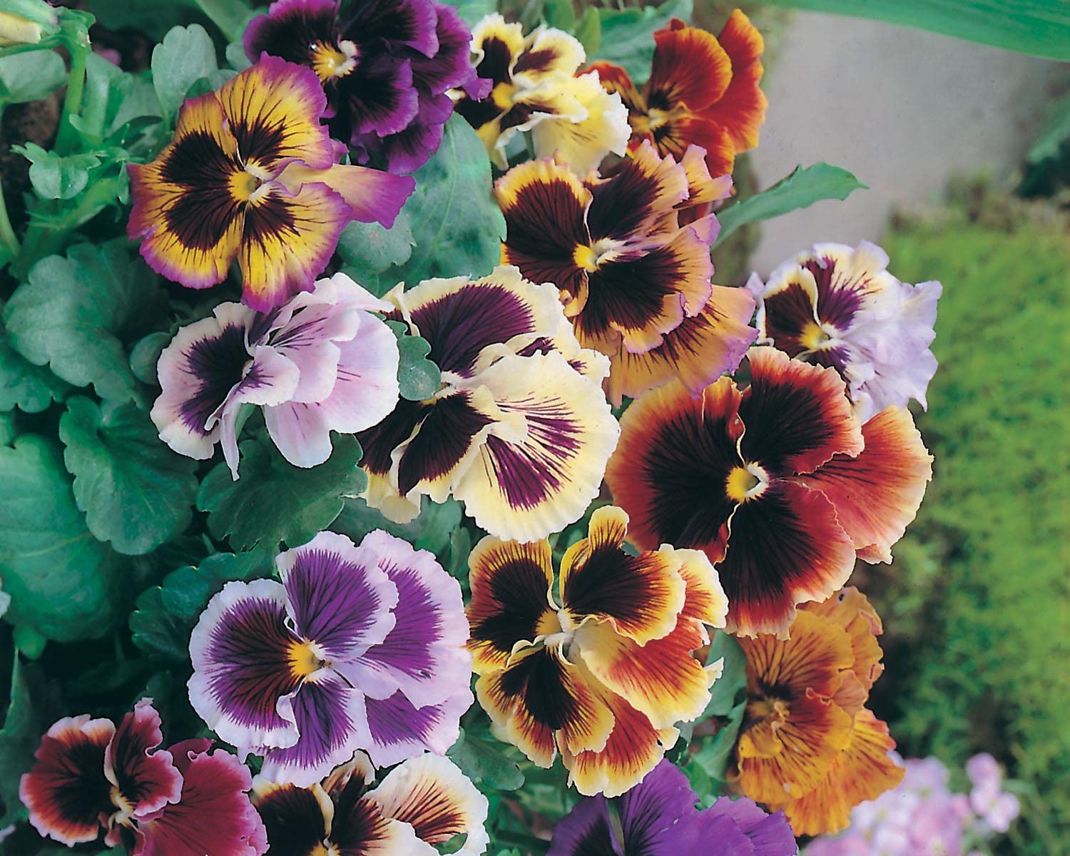 Amazon.co.jp: JOFL 英国ジョンソンシード Pansy Rococo Mixed