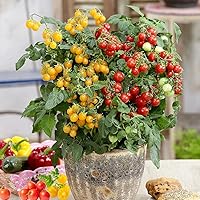 Vista 5 de Dwarf Duo Tiny Tim Semillas de tomate Más de 100 variedades de tomate enano rojo y más de 100 amarillo, semillas de tomate cherry