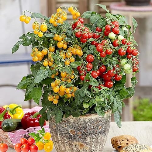 Miniatura 5 de Dwarf Duo Tiny Tim Semillas de tomate  Más de 100 variedades de tomate enano rojo y más de 100 amarillo, semillas de tomate cherry para