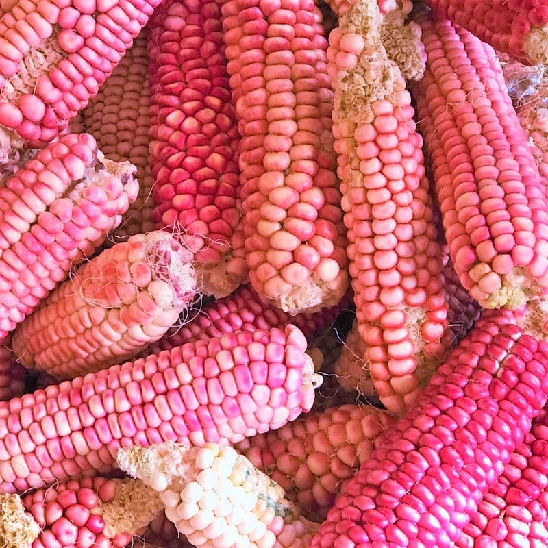 Amazon.com : TomorrowSeeds - Neon Pink Popcorn (Ornamental Corn