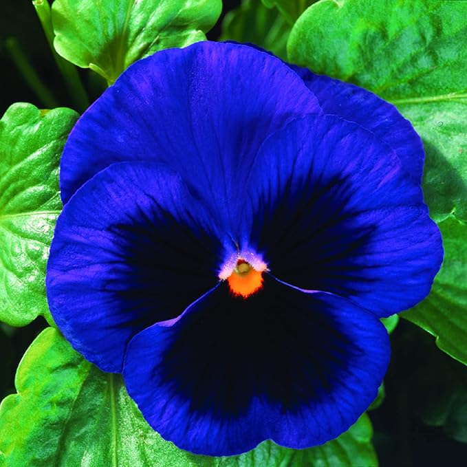 CHUXAY GARDEN Blue Black Pansy,Pansy Flower