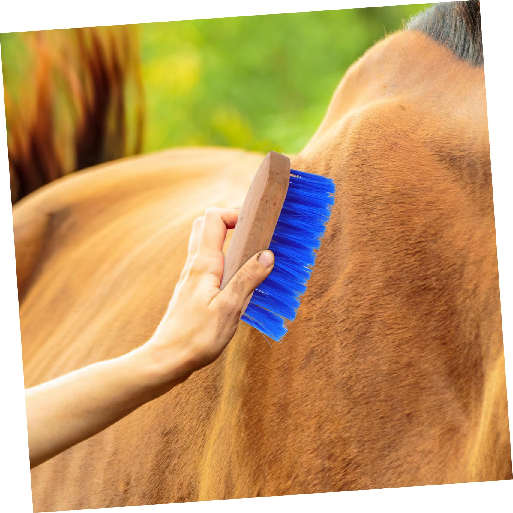 GALPADA 5piezas Cepillo De Cuidado Para y Ganado Cepillo De Cerdas Herramienta De Limpieza Multiusos Para Grooming y Cuidado De Ganado