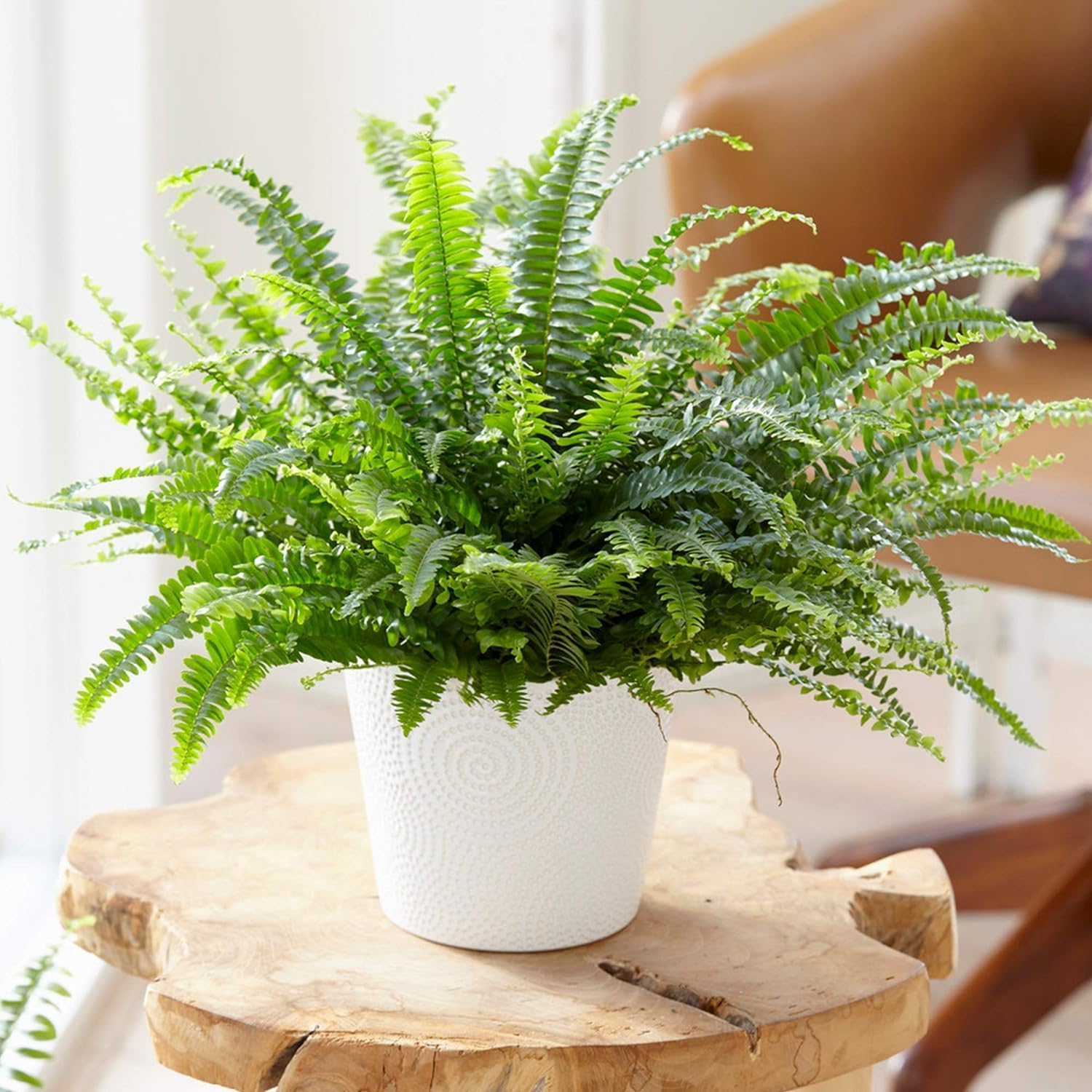 Boston Fern Plant in a 9cm Pot - Perfect Indoor Plant for Beginners - Nephrolepis exaltata (2 Plants)