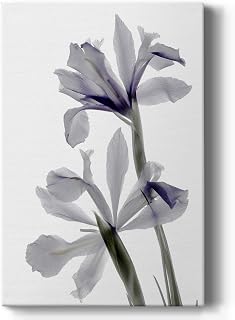 Renditions Gallery Canvas Floral Wall Art Modern Paintings Decorations Soft Indigo Iris Romantic Botanical Watercolor Canvas Artwork Prints for Bedroom Office Kitchen - 12"x18" LT528