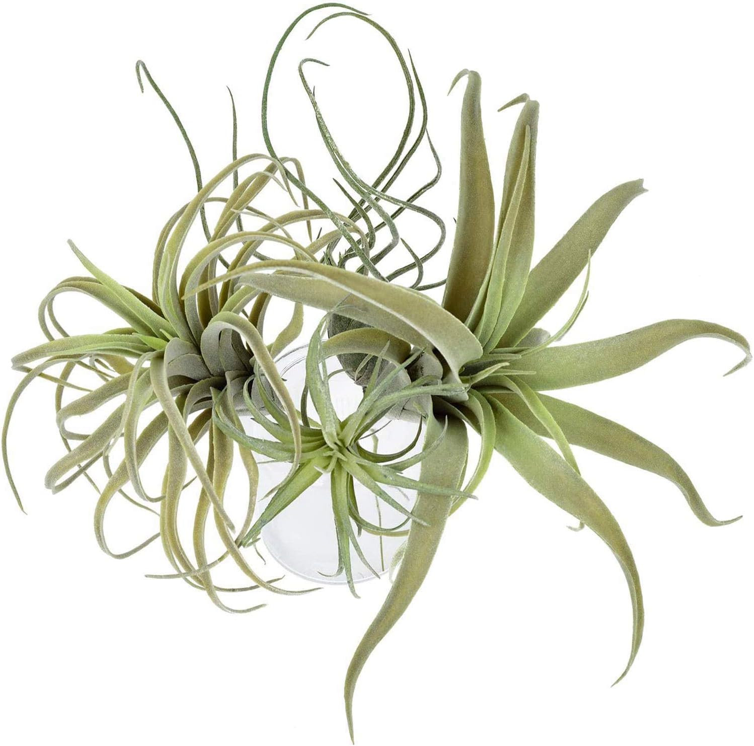 4Pack Artificial Pineapple Grass Air Plants Fake Flowers Faux Flocking Tillandsia Bromeliads Home Garden Decor